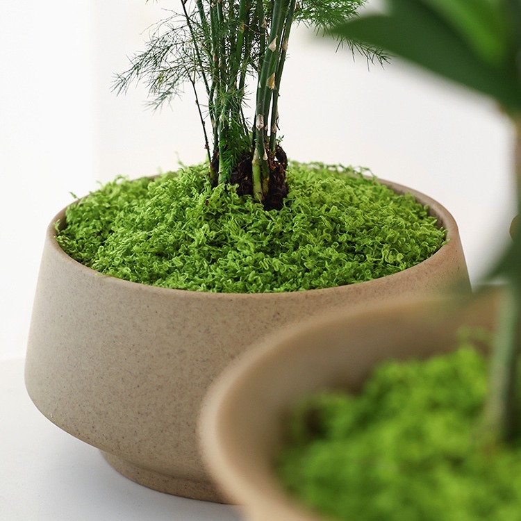 Duży pakiet realistycznego szt – Sphagnum Moss Dry recenzja i cena